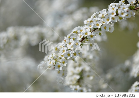 ユキヤナギ　白い花　横一本 137998832