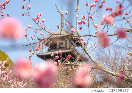備中国分寺、五重塔を彩る春の三色風景 備中国分寺、五重塔を彩る春の三色風景 137999127