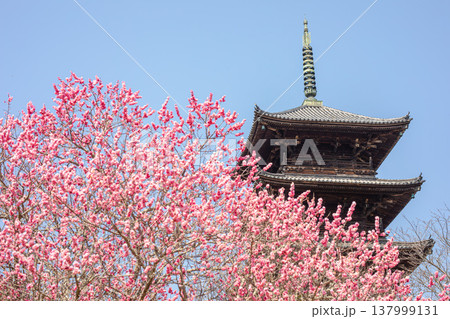 河津桜のピンクが映える、備中国分寺の朝 河津桜のピンクが映える、備中国分寺の朝 137999131