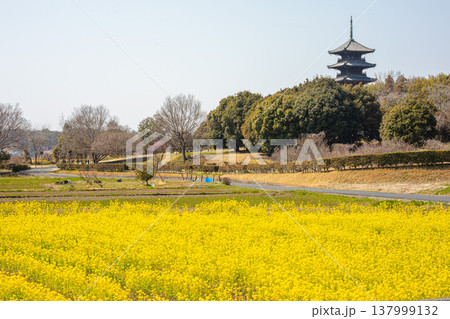 春爛漫、菜の花の絨毯が広がる吉備路の里 137999132