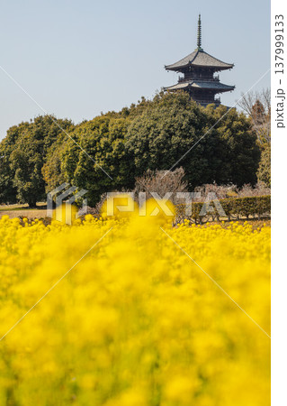 五重塔を背景に咲き誇る、黄金色の菜の花 137999133