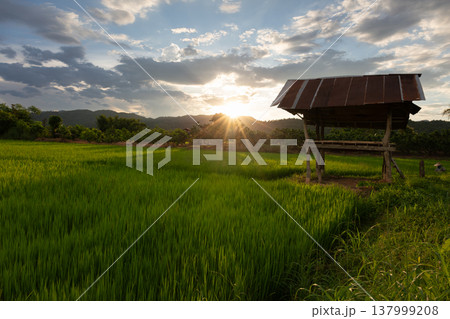 Countryside Rice Field Landscape Countryside Rice Field Landscape 137999208