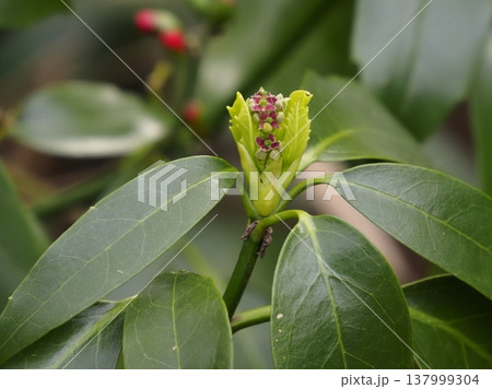 アオキの開花 137999304
