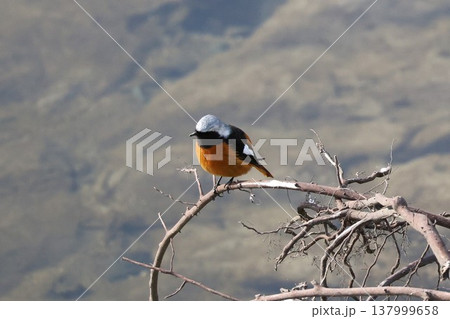枝に止まる野鳥のジョウビタキ 枝に止まる野鳥のジョウビタキ 137999658