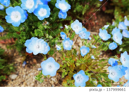 満開のネモフィラの花 満開のネモフィラの花 137999661