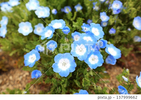 満開のネモフィラの花 137999662