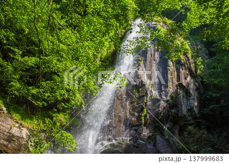 新緑の大倉滝《岐阜県 高山市 清見町》 新緑の大倉滝《岐阜県 高山市 清見町》 137999683