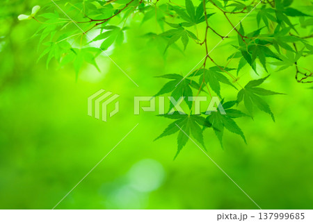 新緑のもみじ《三重県 四日市市 もみじ谷》 137999685