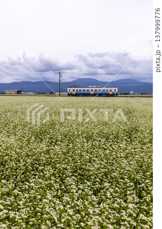 秋の坂井平野 満開のそば畑とえちぜん鉄道のローカル線風景 秋の坂井平野 満開のそば畑とえちぜん鉄道のローカル線風景 137999776