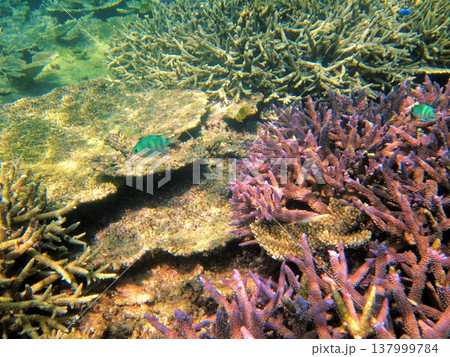 伊良部島の海の中 沖縄 伊良部島の海の中 沖縄 137999784