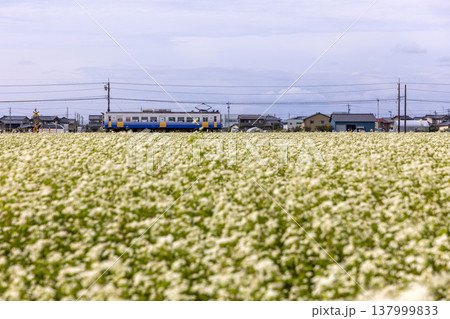 秋の坂井平野 満開のそば畑とえちぜん鉄道のローカル線風景 秋の坂井平野 満開のそば畑とえちぜん鉄道のローカル線風景 137999833