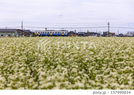 秋の坂井平野 満開のそば畑とえちぜん鉄道のローカル線風景 秋の坂井平野 満開のそば畑とえちぜん鉄道のローカル線風景 137999834