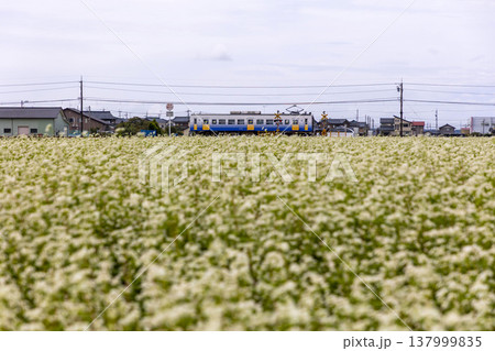 秋の坂井平野 満開のそば畑とえちぜん鉄道のローカル線風景 秋の坂井平野 満開のそば畑とえちぜん鉄道のローカル線風景 137999835