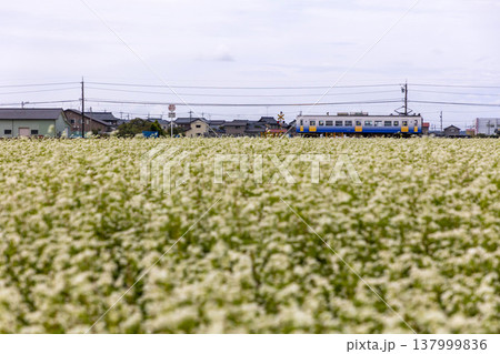 秋の坂井平野 満開のそば畑とえちぜん鉄道のローカル線風景 137999836