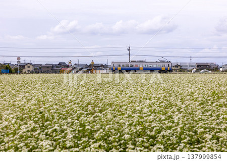 秋の坂井平野 満開のそば畑とえちぜん鉄道のローカル線風景 137999854