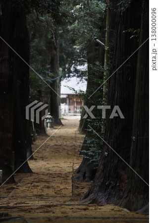 千葉県東金市・東金日吉神社の表参道杉並木 138000096