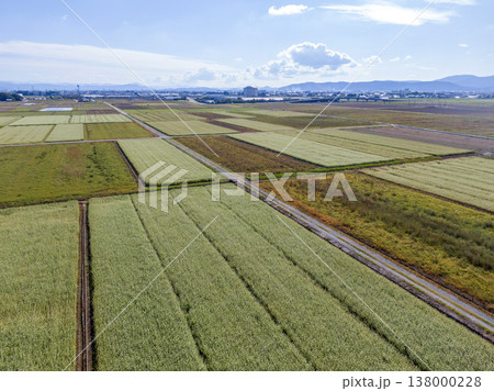 福井県坂井市 広大なそば畑の田園風景 ドローン空撮 138000228