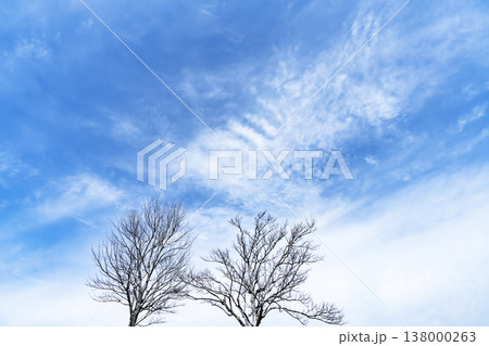 青空と雲と木立 青空と雲と木立 138000263