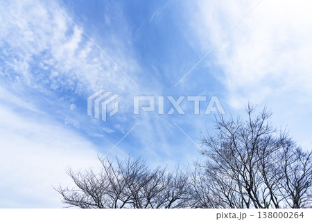 青空と雲と木立 138000264