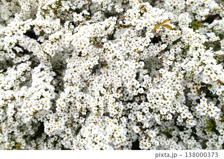 満開に咲いた雪柳の花 138000373