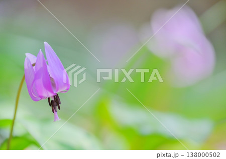 みかも山公園に咲くカタクリの花 みかも山公園に咲くカタクリの花 138000502