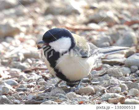 シジュウカラ 餌 地面 138000513