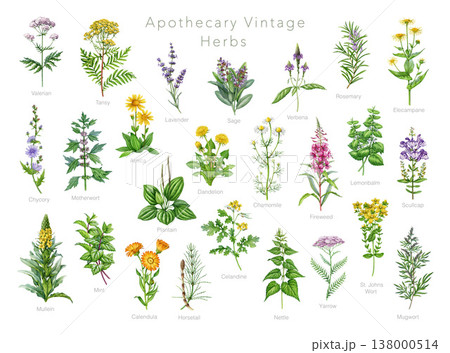 Apothecary herbs vintage watercolor illustration set with detailed botanical herbs in realistic style. Ideal for herbal medicine, apothecary collection, packaging, prints and natural wellness design 138000514