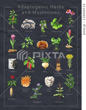 Adaptogenic herbs and mushrooms with names watercolor illustration set. Hand drawn various medicinal plants and fungi for healthcare, herbal medicine and wellness natural collection 138000518