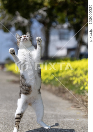 立ち上がる猫 黄色い花が咲く春の屋外風景 138000529