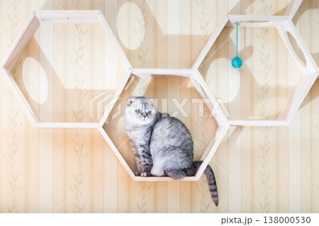 Scottish Fold Cat Sitting on Hexagon Wall Shelf 138000530