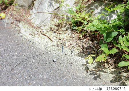 鮮やかな尻尾のトカゲ 138000743