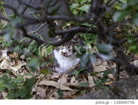 草むらの中でこちらを見つめる、白黒の野良猫 草むらの中でこちらを見つめる、白黒の野良猫 138000756