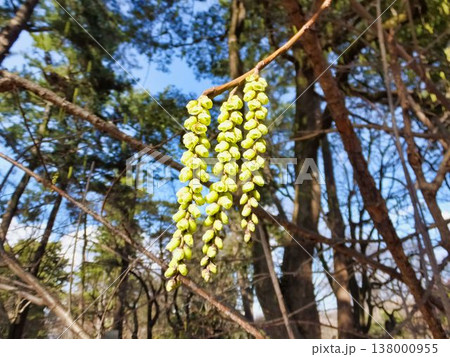 キブシの黄色い花 キブシの黄色い花 138000955
