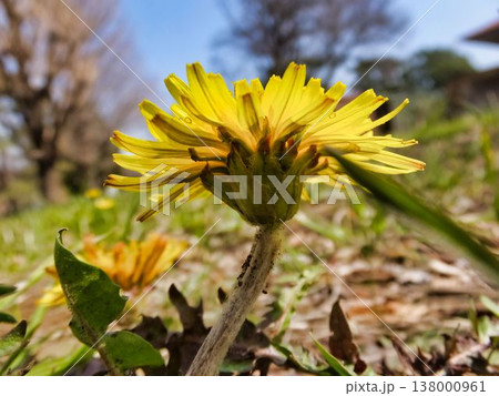 カントウタンポポの花とガク カントウタンポポの花とガク 138000961