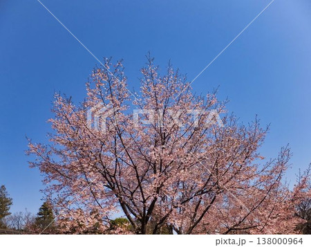 サクラの薄ピンク色の花 サクラの薄ピンク色の花 138000964