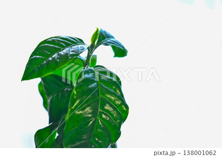 観葉植物 コーヒーノキ 観葉植物 コーヒーノキ 138001062