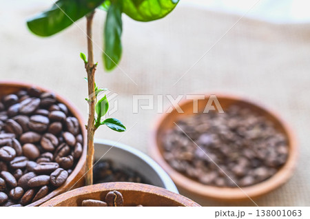 コーヒーノキの脇芽 コーヒーノキの脇芽 138001063