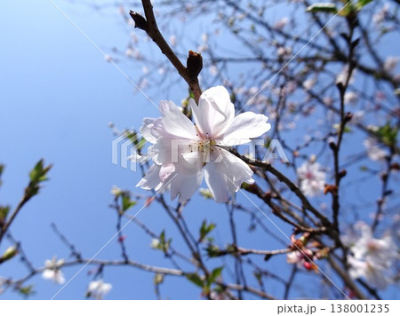 3月さくら 138001235