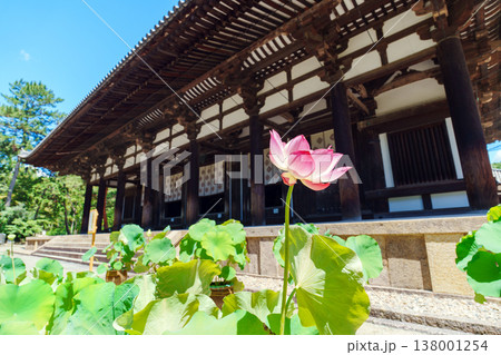 唐招提寺の蓮 唐招提寺の蓮 138001254