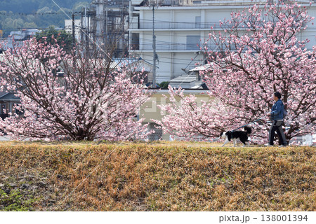 春めき桜の咲く狩川土手を犬の散歩する人 春めき桜の咲く狩川土手を犬の散歩する人 138001394