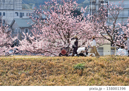 春めき桜の咲く狩川土手を犬の散歩する人達 春めき桜の咲く狩川土手を犬の散歩する人達 138001396