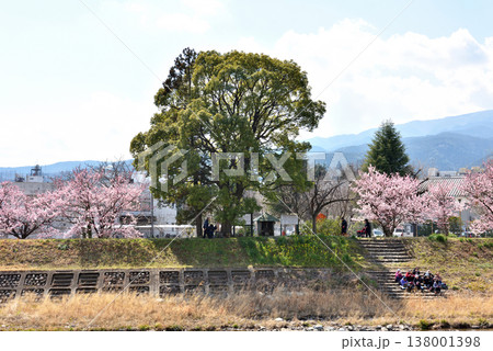 狩川両岸に咲く春めき桜と川岸の階段で休む人達 狩川両岸に咲く春めき桜と川岸の階段で休む人達 138001398