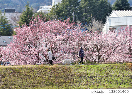 狩川両岸に咲く春めき桜の咲く土手を散歩する人達 狩川両岸に咲く春めき桜の咲く土手を散歩する人達 138001400