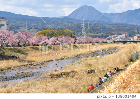 狩川両岸に咲く春めき桜と川岸で休憩する人達 狩川両岸に咲く春めき桜と川岸で休憩する人達 138001404