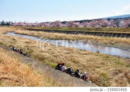 狩川両岸に咲く春めき桜と川岸で休憩する人達 狩川両岸に咲く春めき桜と川岸で休憩する人達 138001408