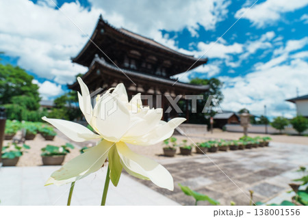 喜光寺のハス 喜光寺のハス 138001556