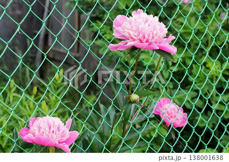 Pink peonies blooming through green chain link fence Pink peonies blooming through green chain link fence 138001638