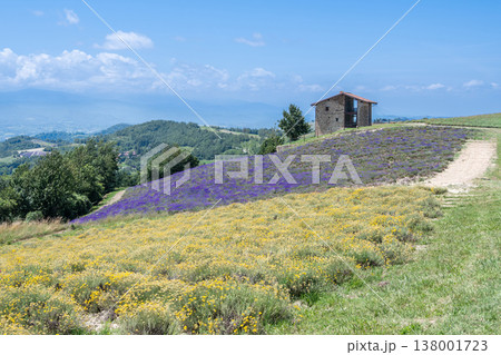Italian countryside landscape featuring a charming stone farmhouse on a hillside overlooking vibrant purple lavender and yellow wheat fields under a bright blue sky Italian countryside landscape featuring a charming stone farmhouse on a hillside overlooking vibrant purple lavender and yellow wheat fields under a bright blue sky 138001723