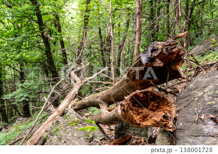 Decomposing tree trunk and broken branches are laying on rocks and forest floor, illustrating woodland decay and the natural cycle of renewal within the ecosystem Decomposing tree trunk and broken branches are laying on rocks and forest floor, illustrating woodland decay and the natural cycle of renewal within the ecosystem 138001728