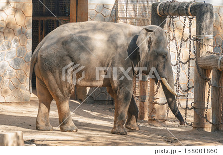 Large adult elephant with visible tusks stands calmly in a sunny zoo enclosure. 138001860